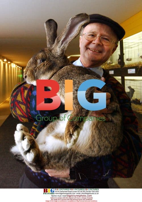 World's Biggest Rabbit Held by Owner