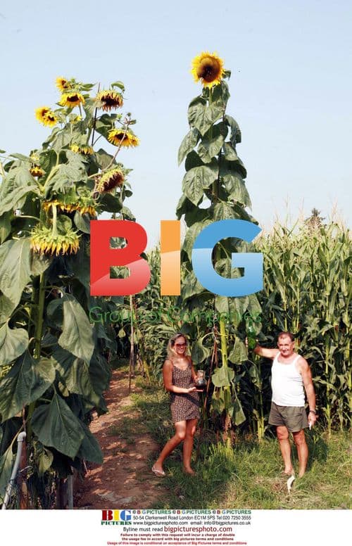 Farmer Primo Barnab and Daughter Cultivate Gigantic Sunflowers