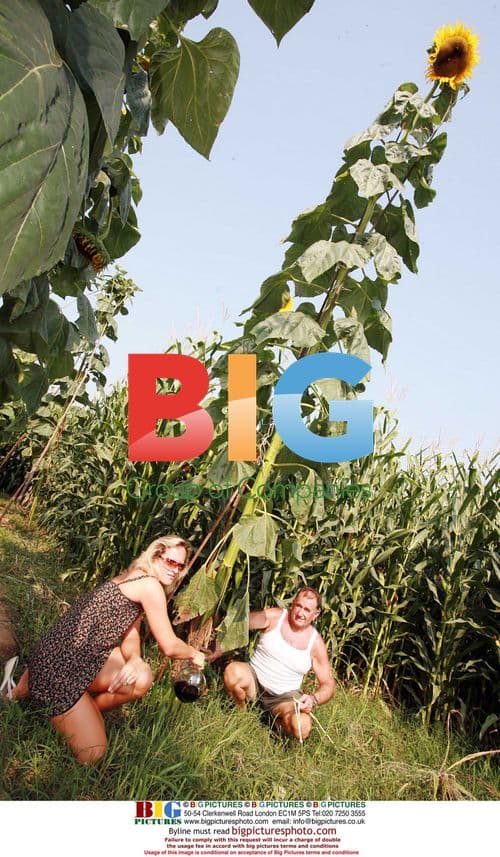 Farmer Cultivates Giant Sunflowers with Red Wine