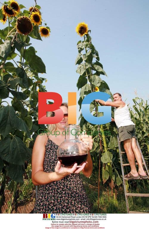 Farmer Primo Barnab Cultivates Giant Sunflowers With Wine
