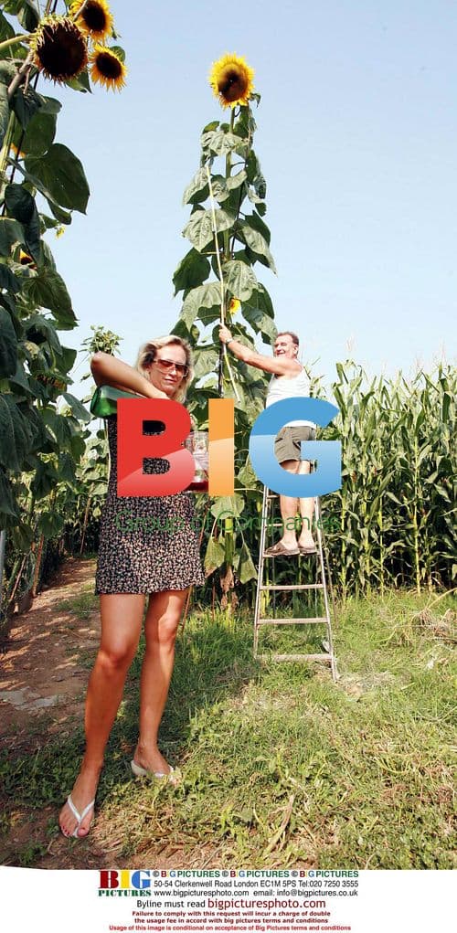 Sunflowers Grown with Red Wine