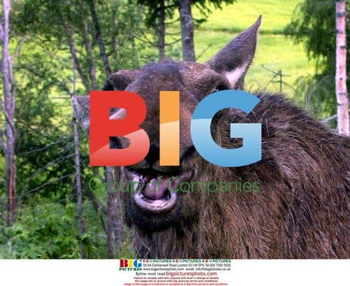 Elks Playing Football at Moosegarden in Sweden