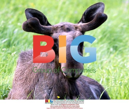 Elks Playing Football at Moosegarden