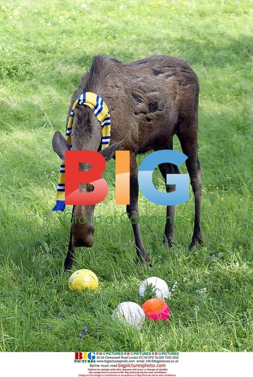Elks Playing Football at Moosegarden