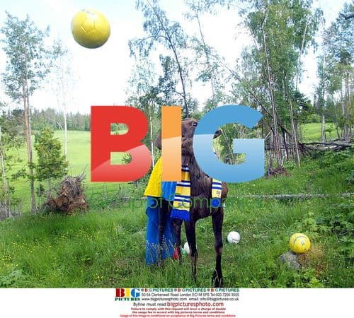 Elks playing football in Moosegarden, Sweden