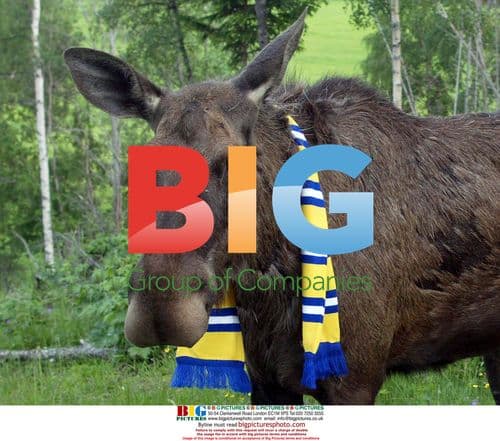 Elks Playing Football in Moosegarden, Sweden