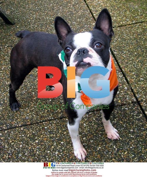 Dublin's St. Patrick's Day Parade