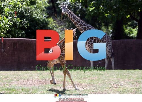 New baby male giraffe at St. Louis Zoo