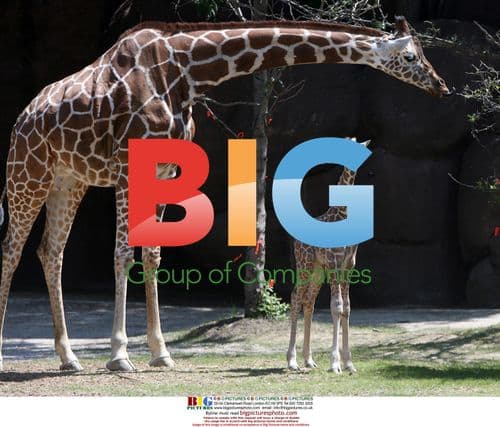 Baby Giraffe Makes Debut at St. Louis Zoo