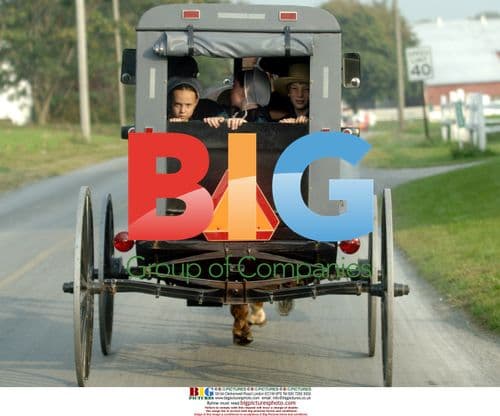 Amish Girl Leans Out of Buggy
