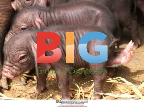 Rare 6-Legged Piglet Born in China