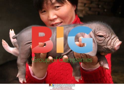 Rare 6-legged Piglet Born in China