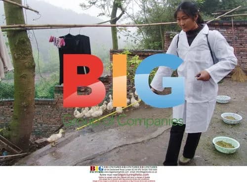 Veterinarian Injecting Bird Flu Vaccine