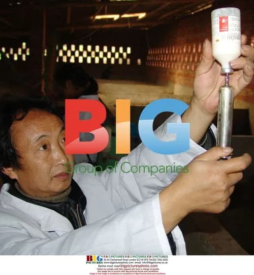 Veterinarian Injects Bird Flu Vaccine into Cock