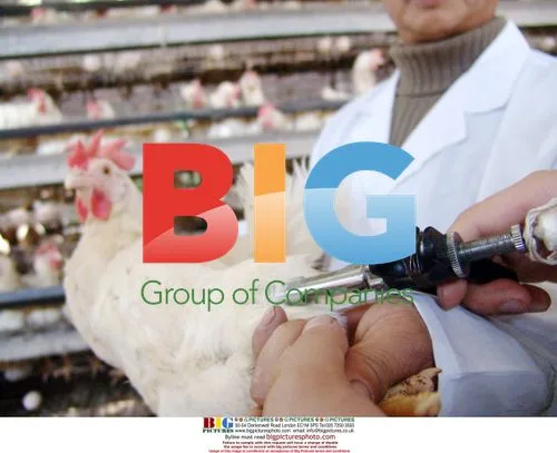 Chinese Vet Injects Bird Flu Vaccine