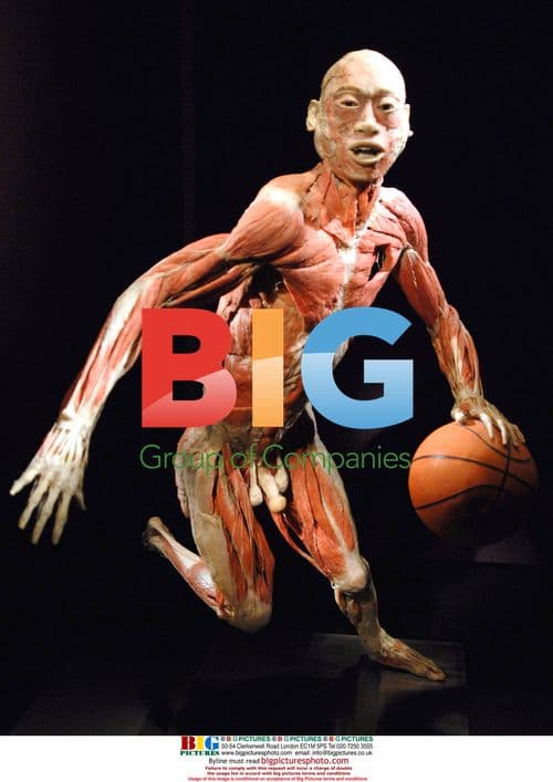 Body specimen in basketball pose
