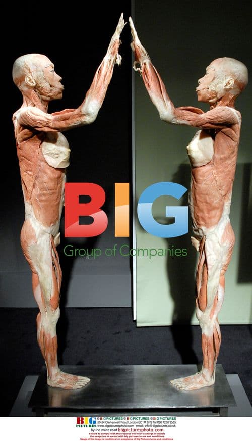 Bodies Exhibition Specimens