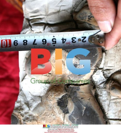 Police Official Unveils Rare Fossil Find