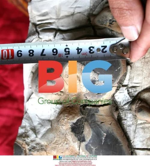 Police Official Unveils Rare Fossil Find