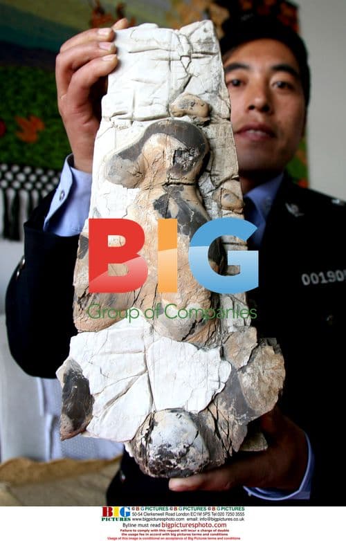 Rare animal fossil found in Qinhuangdao City