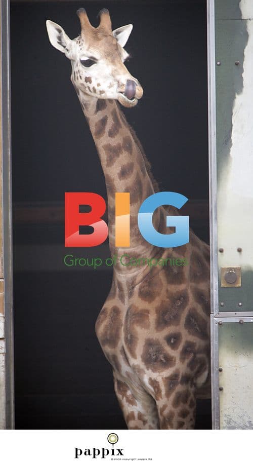 Giraffes at London Zoo