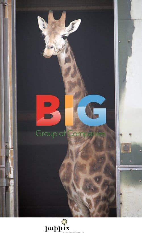 Giraffes at London Zoo