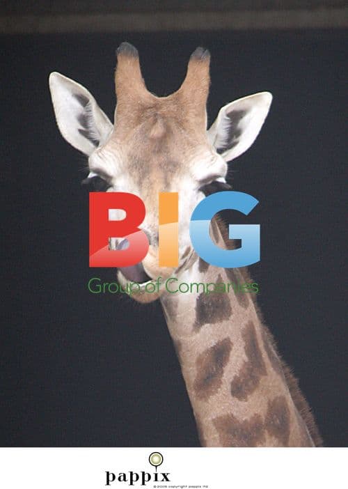 Giraffes Enjoying Paparazzi Attention at London Zoo