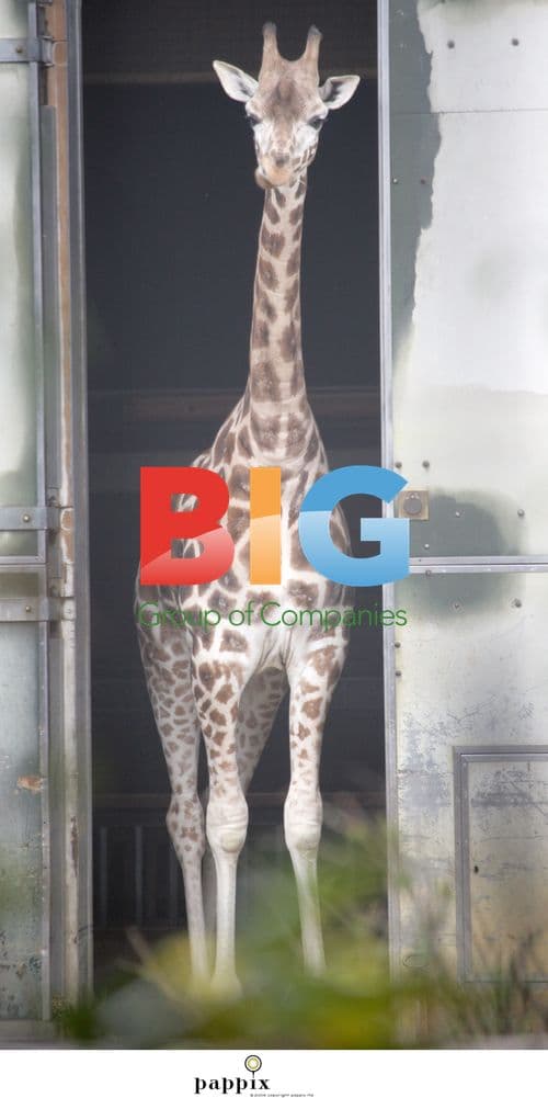 Giraffes at London Zoo