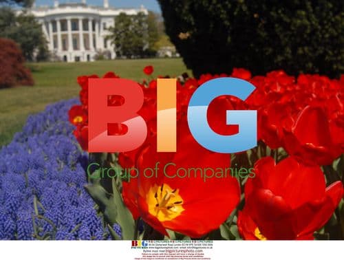 White House Flower Bed