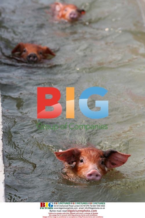 Little DongBa pigs train for May Day festival