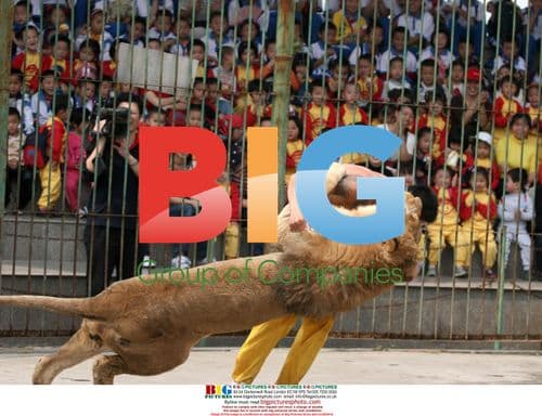 Animal trainer wrestles lion in Haicang Zoo