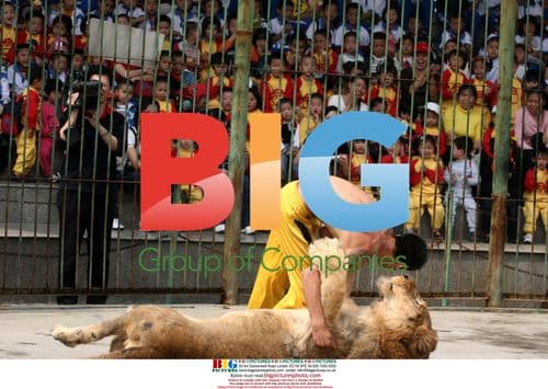 Animal Trainer Wrestles Lion at Haicang Zoo