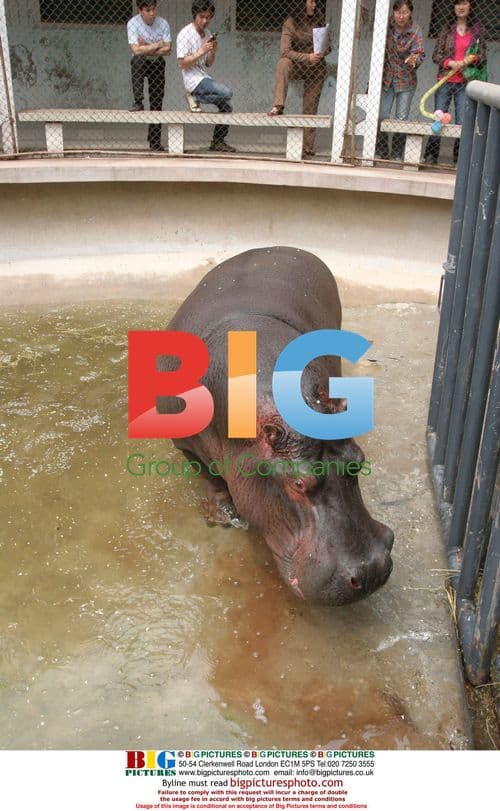 African hippos arrive at Huaibei Zoo