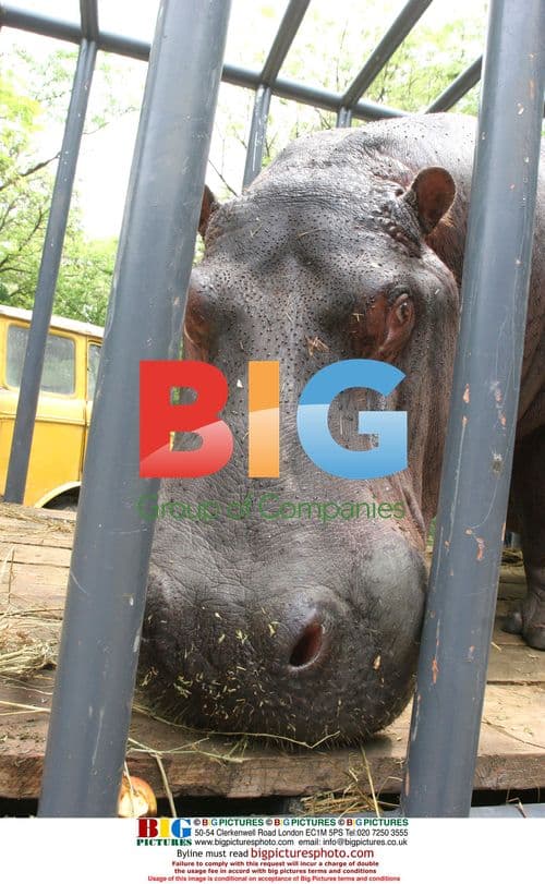 African Hippos Arrive at Huaibei Zoo