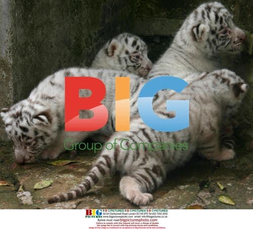 Seven Tiger Babies at Chongqing Safari Park