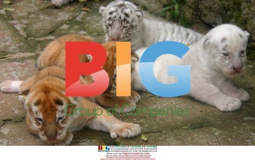 Tiger cubs at Chongqing Safari Park