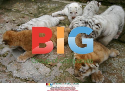 Seven Tiger Babies at Chongqing Safari Park