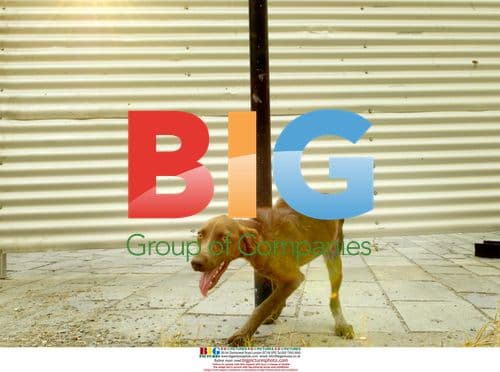 Dog tied up during Greece fires