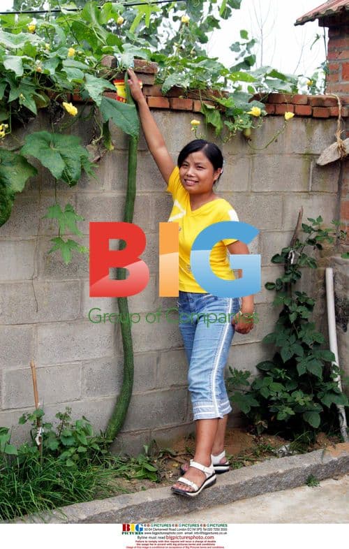 Massive Towel Gourds Surprise Chinese Villagers