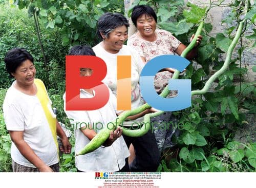 Villagers Surprised by Giant Towel Gourds