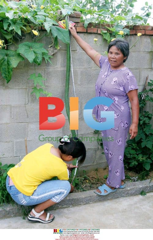 Villagers marvel at giant towel gourds in China