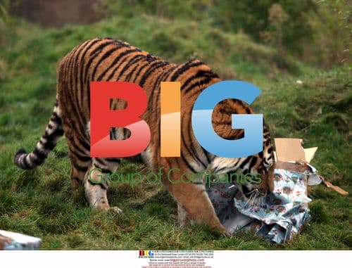 Tigers Tear into Christmas Gifts at Colchester Zoo