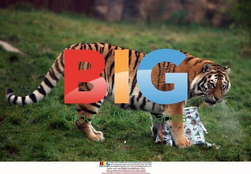 Tigers Enjoy Christmas Gifts at Colchester Zoo