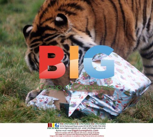 Tigers Tear Into Christmas Gifts at Colchester Zoo