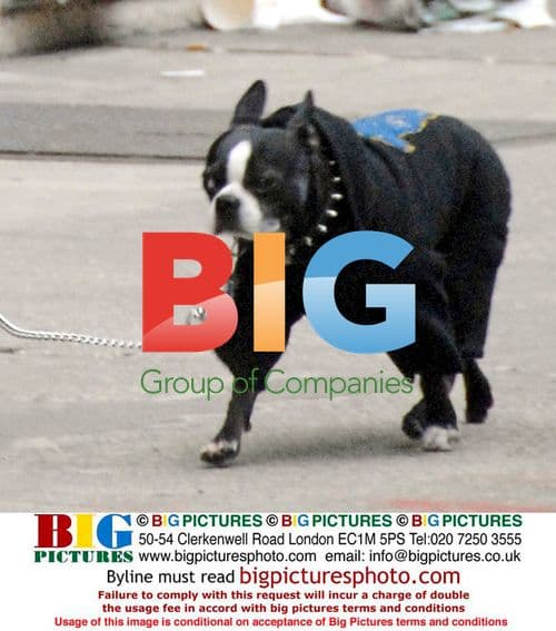 Famke Janssen walks her Boston terrier