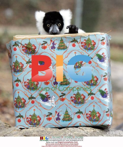 Tia the Lemur Enjoys Christmas Gift at Colchester Zoo