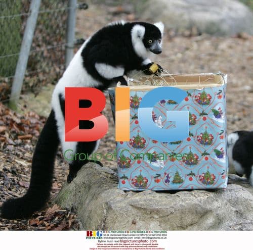Colchester Zoo: Lemur Tears into Xmas Gift