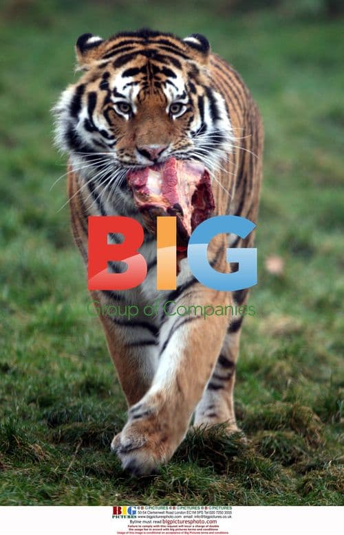 Tigers Tear Into Christmas Gifts at Colchester Zoo