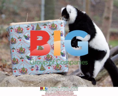 Tia the Lemur Unwraps Christmas Gift at Colchester Zoo