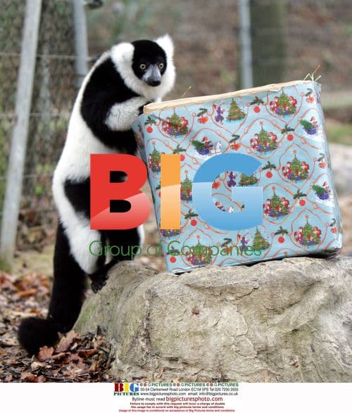 Tia the Lemur's Christmas Surprise at Colchester Zoo